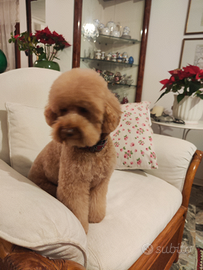 Barboncino nano,pedigree