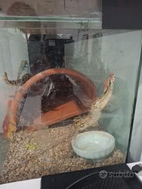 Boa con teca e mobiletto