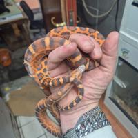 Coppia elaphe scales