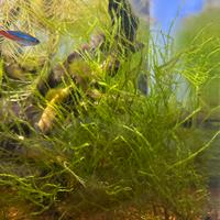 Muschio di giava , Java moss, muschio acquario dol