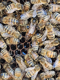 Nucleo di Api su 6 Telai - Regina Giugno 2025