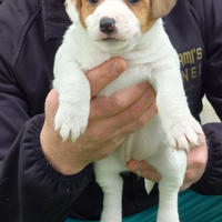 Cuccioli jack russell terrier
