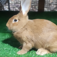 Conigli Fulvi in purezza con codice Anci