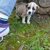 45 giorni cucciolo maschio taglia media