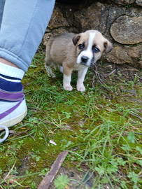 45 giorni cucciolo maschio taglia media