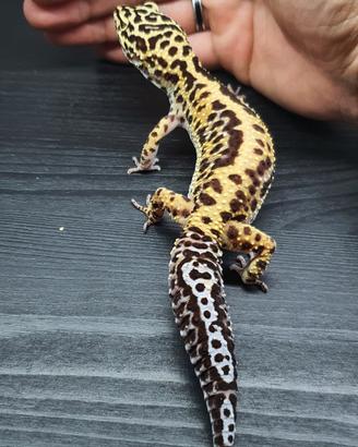 Geco leopardino- Eublepharis macularius 