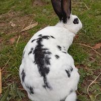 Conigli incroci Papillon e Fiandre