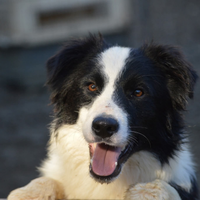 Border collie cucciolone