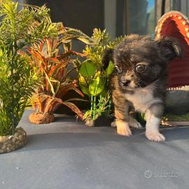 femminuccia chihuahua pelo lungo pedigree enci 