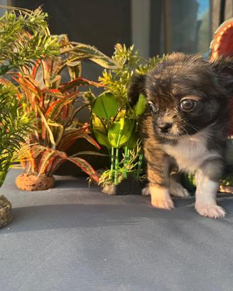 femminuccia chihuahua pelo lungo pedigree enci 