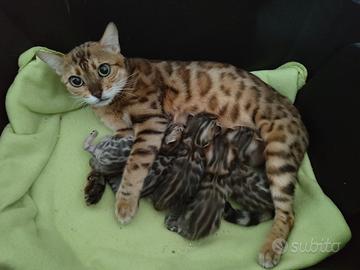 Cuccioli di razza Bengala con pedigree 