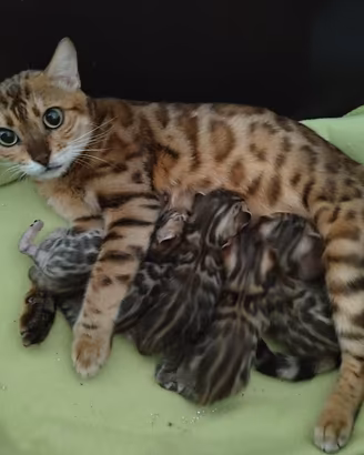 Cuccioli di razza Bengala con pedigree 