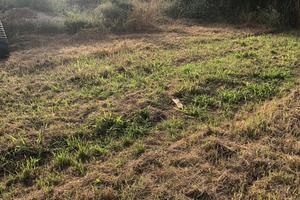 Terreno agricolo lido di Camaiore