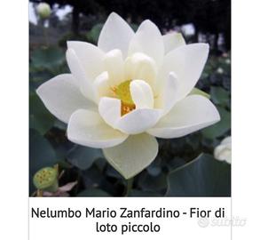 Rizoma fiori di loto