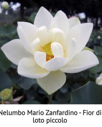 Rizoma fiori di loto