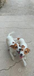 Jack Russell