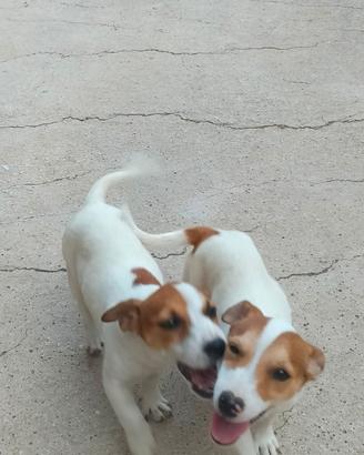 Jack Russell