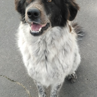 Cagnolina coccolona in Adozione. Gilda