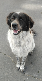 Cagnolina coccolona in Adozione. Gilda