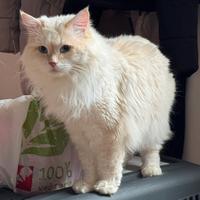 Gatto Siberiano Monta Allevamento Accoppiamento