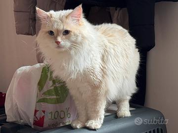 Gatto Siberiano Monta Allevamento Accoppiamento