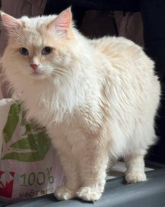 Gatto Siberiano Monta Allevamento Accoppiamento