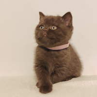 British cioccolato femmina