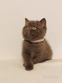 British cioccolato femmina