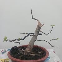Bonsai di fico