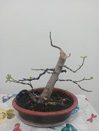 Bonsai di fico