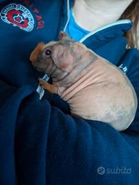 Cavia skinny o nuda