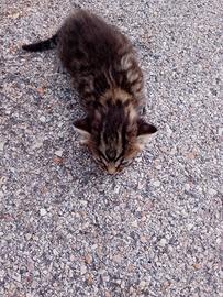 Cuccioli di gatto