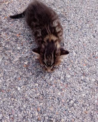 Cuccioli di gatto