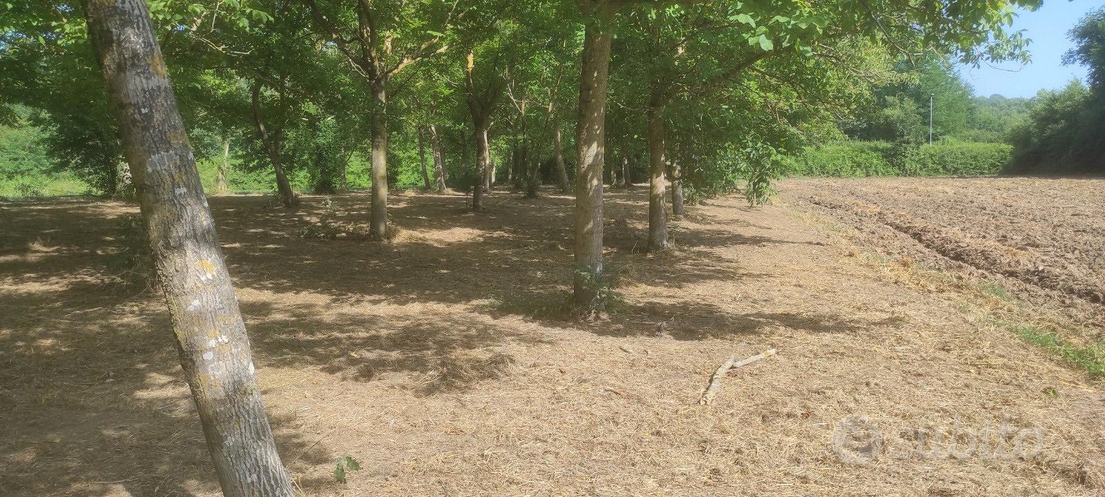 Terreno agricolo pianeggiante - Vista 2