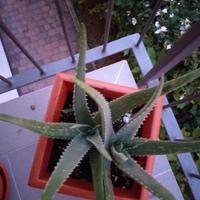 Piante Aloe