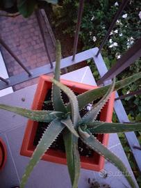 Piante Aloe