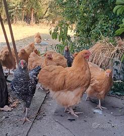 Coppia Orpington fulvo