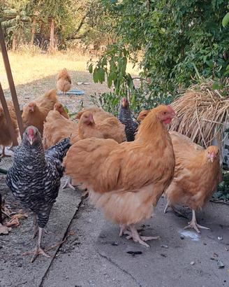 Coppia Orpington fulvo