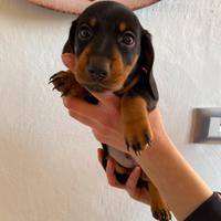 Bassotto nano tedesco