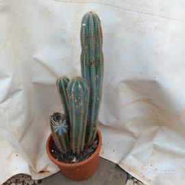 azurocereus azureus 