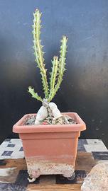 Cactus Caudex Bonsai -  Euphorbia Knutii - RARA!