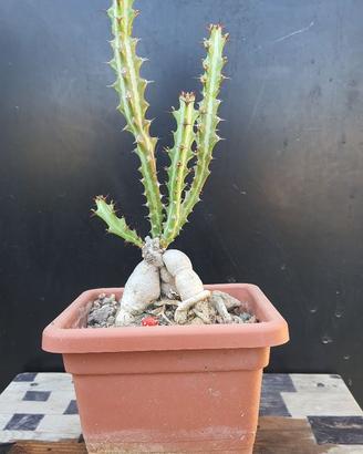Cactus Caudex Bonsai -  Euphorbia Knutii - RARA!