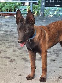 Pastore belga malinois