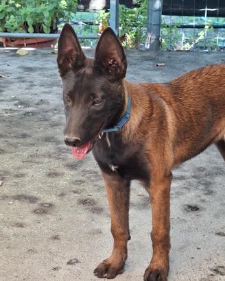 Pastore belga malinois