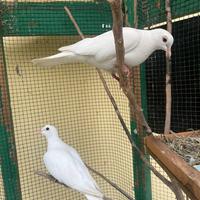 Coppia di tortore dal collare