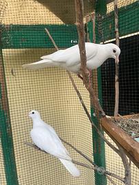 Coppia di tortore dal collare