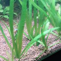 Vallisneria pianta per acquario e laghetti 