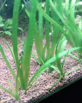 Vallisneria pianta per acquario e laghetti 