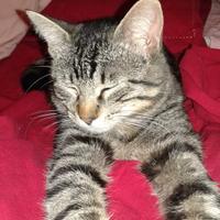 Pensione domestica per gatti A CASA di ZOE