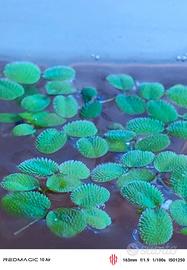  Salvinia Minima Pianta Galleggiante